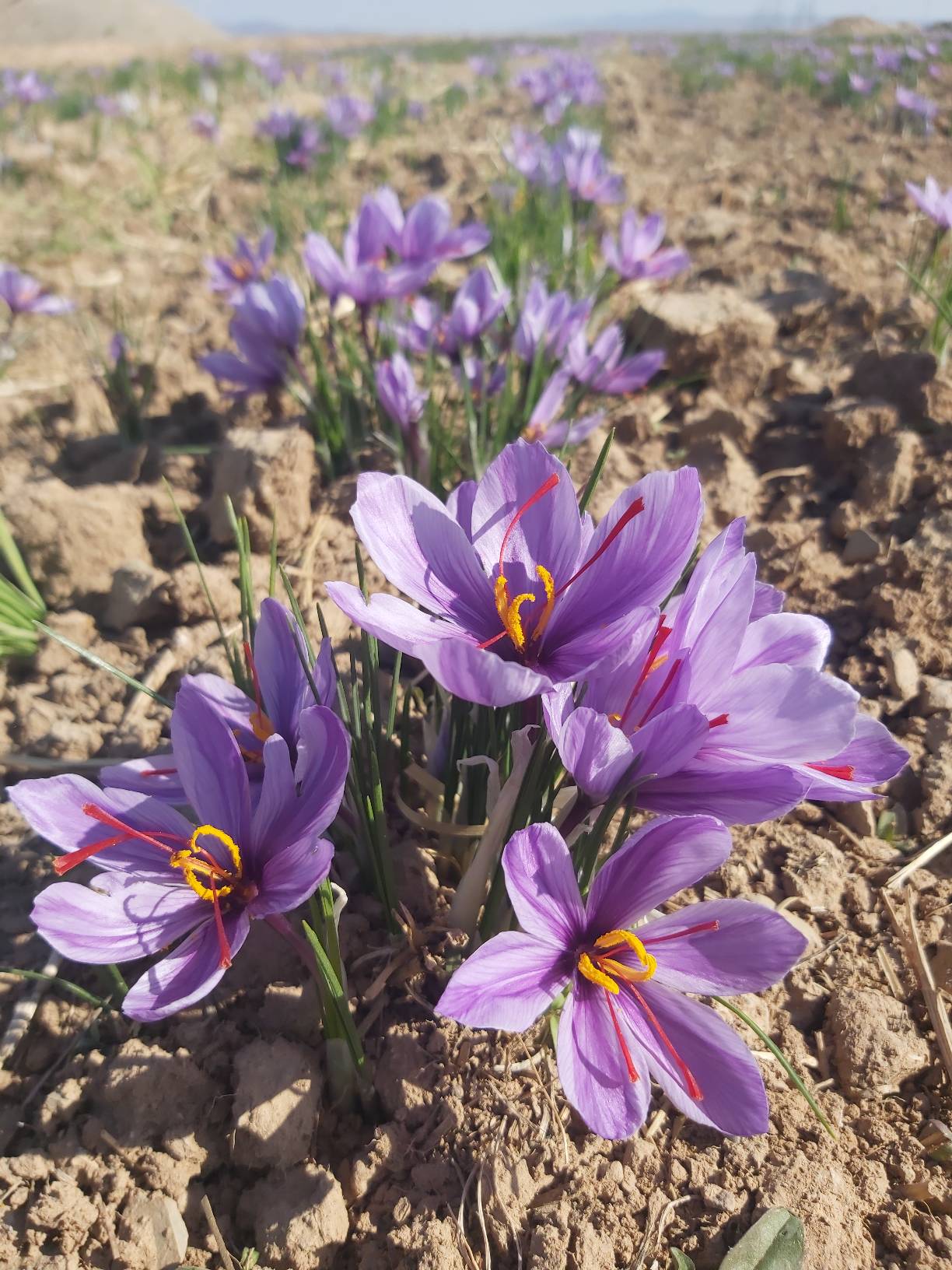 رشته‌های زعفران ایرانی